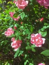 Rosa chinensis, China rose, Bengal rose Royalty Free Stock Photo